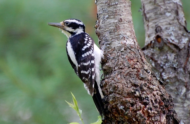 female hairy woodpecker